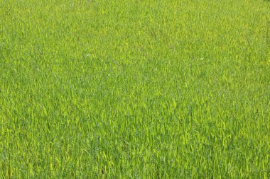 Doğal yeşil arka plan bahar yeşil çim ile