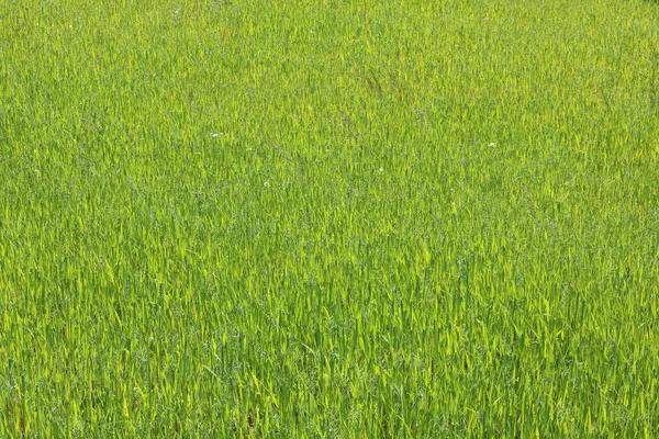 Sfondo verde naturale con erba verde primavera — Foto Stock