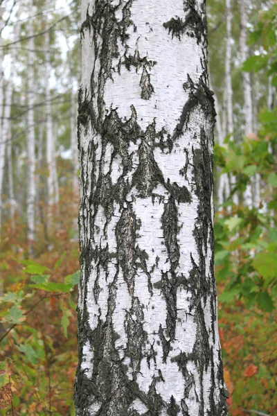 Σημύδα στο δάσος στην αρχή του φθινοπώρου — Φωτογραφία Αρχείου