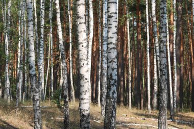 Huş ağaçları erken güz