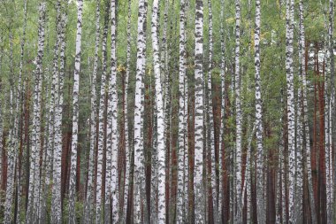 Huş ağaçları erken güz