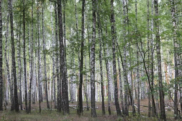 初秋でバーチの木 — ストック写真