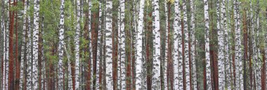 Huş ağaçları içinde erken sonbahar, Güz panorama