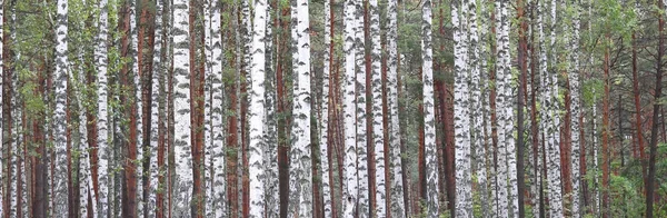 Berkenbomen in de vroege herfst, herfst panorama — Stockfoto
