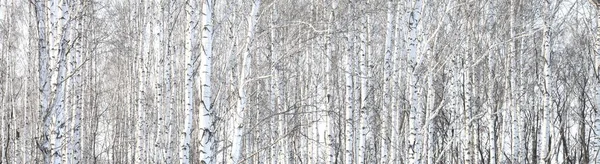 Trunks of birch trees — Stock Photo, Image