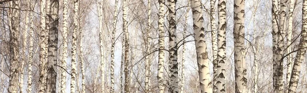 Стовбури березових дерев — стокове фото