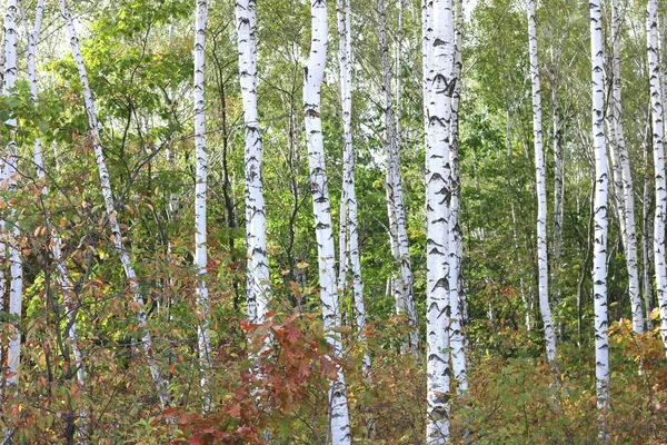Beautiful birches in forest in autumn — Stock Photo, Image