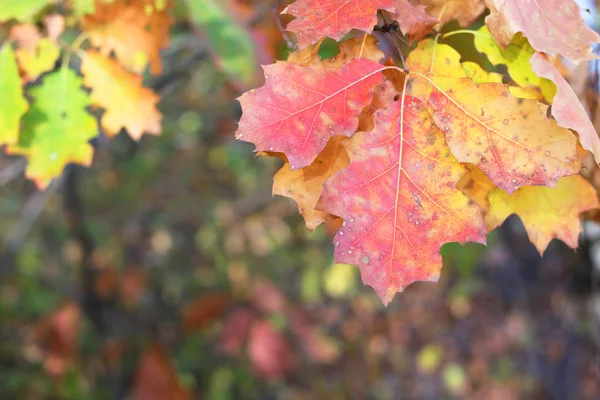 Rood, geel en groen eiken bladeren als een natuurlijke herfst achtergrond — Stockfoto