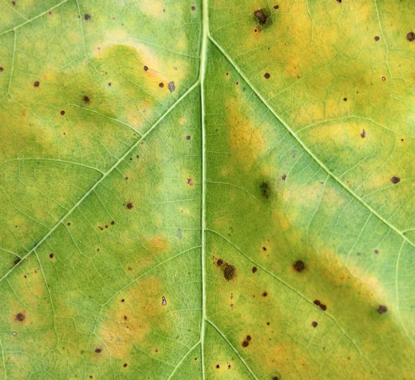 Textura de folha amarelo-verde abstrato como fundo natural — Fotografia de Stock