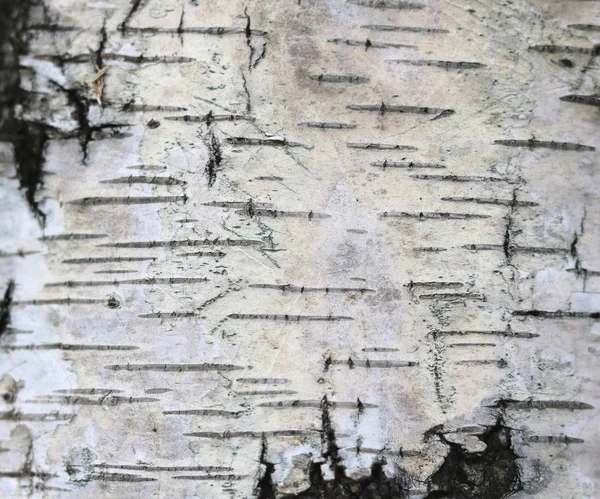 Bříza kůra textura přírodní pozadí papír close-up — Stock fotografie