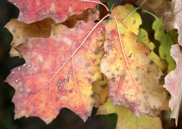 Red, yellow and green oak leaves as a natural autumn background — Stock Photo, Image
