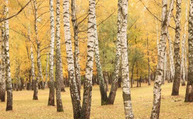 Güzel bir sahne düşmüş sarı sonbahar ile Ekim ayında sarı sonbahar huş ormandaki yaprakları