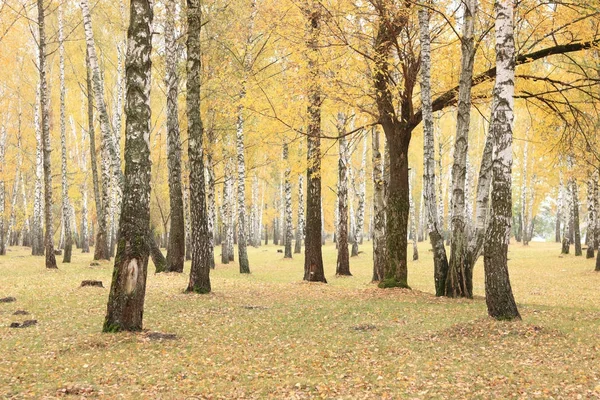 Hermosa escena en el bosque de abedul de otoño amarillo en octubre con hojas de otoño amarillo caído —  Fotos de Stock