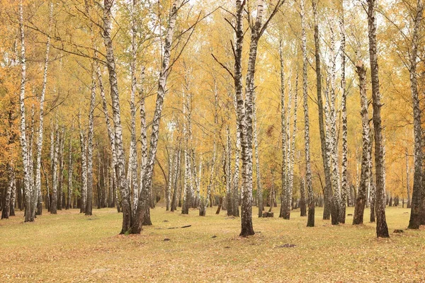 Krásná scéna v žluté podzimní březový les v říjnu s padlými žluté podzimní listy — Stock fotografie