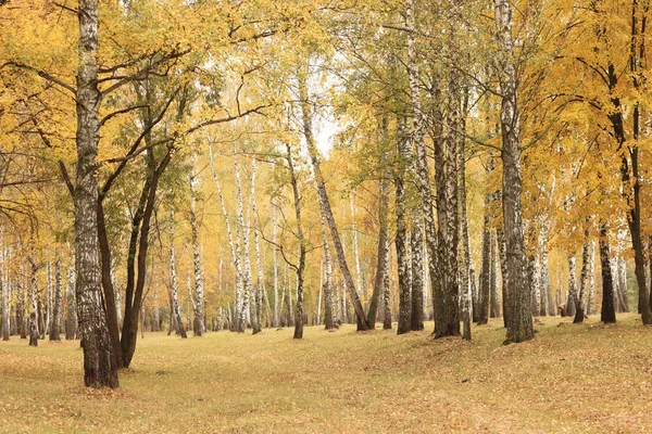 Szép jelenet sárga őszi nyír erdőben a bukott sárga ősszel októberben levelek — Stock Fotó