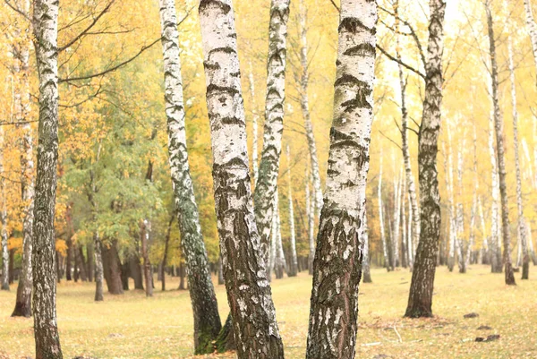 Hermosa escena en el bosque de abedul de otoño amarillo en octubre con hojas de otoño amarillo caído —  Fotos de Stock