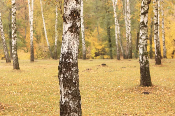 Mooie scène in gele herfst berk bos in oktober met gevallen gele herfst bladeren — Stockfoto