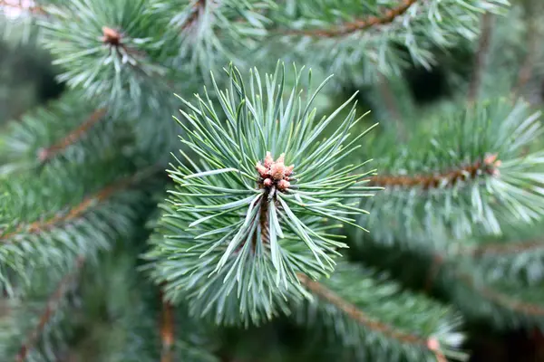 Pine tak met groene naalden close-up — Stockfoto