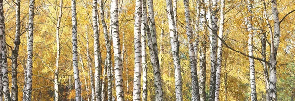 Autumn Panorama Beautiful Birches — Stock Photo, Image