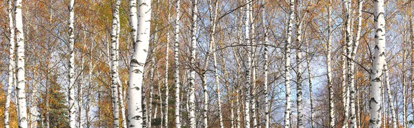 Jesienna Panorama Piękne Brzozy — Zdjęcie stockowe