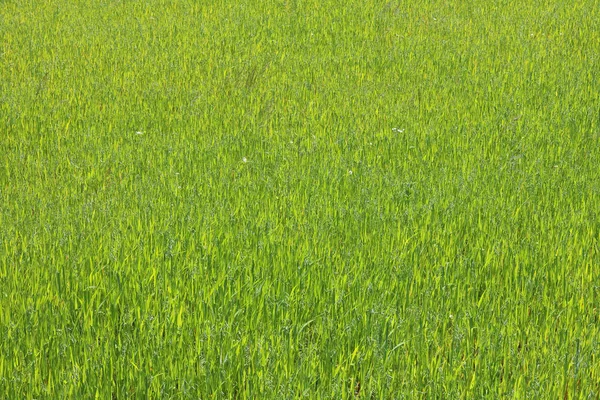Natürliche Grüne Hintergrund Mit Saftigen Frühlingshaften Grünen Gras — Stockfoto