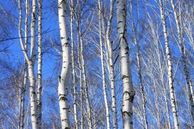 huş ağaçları beyaz kabuğu ile