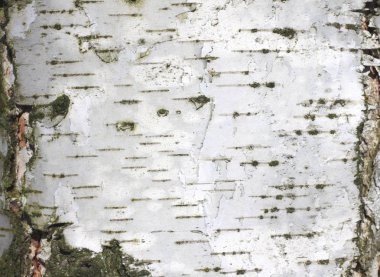 Huş kabuğu doğal huş dokulu doğal arka plan