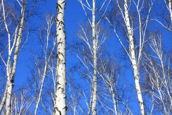 Bouleaux Écorce Blanche — Photo