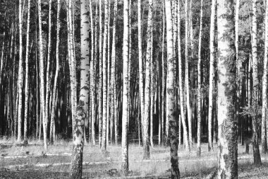 Ağaç, orman yatay siyah-beyaz fotoğraf
