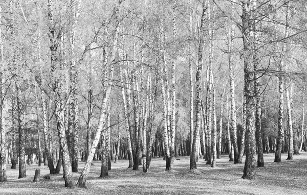 Fekete Fehér Fotó Erdei Táj Birches Stock Kép