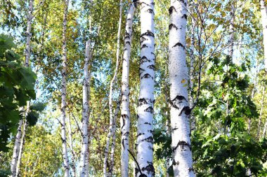 Huş ağaçları yeşil yaprakları ve huş Grove yaz aylarında beyaz şort ile
