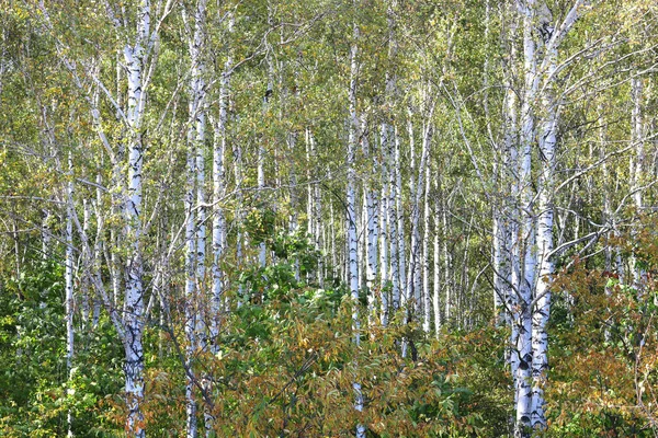 Árboles Abedul Con Hojas Verdes Troncos Blancos Verano Abedul —  Fotos de Stock