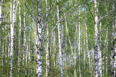 Güzel genç ağaçlar yeşil yaprakları ile güneşli havalarda yaz aylarında huş ağacı