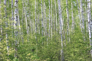 Güzel genç ağaçlar yeşil yaprakları ile güneşli havalarda yaz aylarında huş ağacı