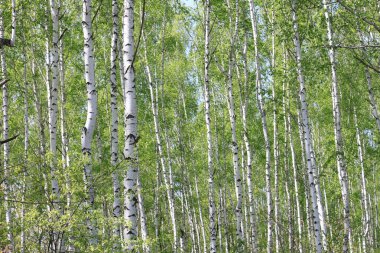 Güzel genç ağaçlar yeşil yaprakları ile güneşli havalarda yaz aylarında huş ağacı