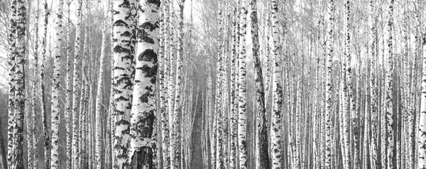 Fekete Fehér Fotó Erdei Táj Birches — Stock Fotó