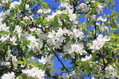 Güzel beyaz elma çiçekleri ve yeşil elma ağacı yaprakları baharda güneşli bir havada elma bahçesinde.
