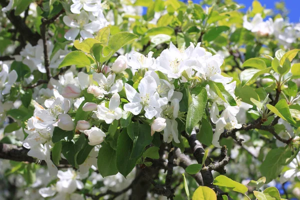 Beautiful White Apple Blossoms Green Apple Tree Leaves Apple Garden — Stock Photo, Image