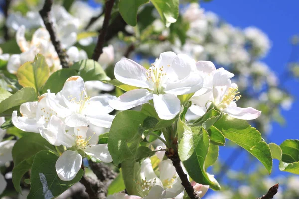 Beautiful White Apple Blossoms Green Apple Tree Leaves Apple Garden — Stock Photo, Image