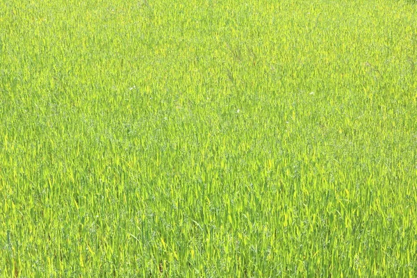 Fondo Verde Natural Con Jugosa Hierba Verde Primavera — Foto de Stock