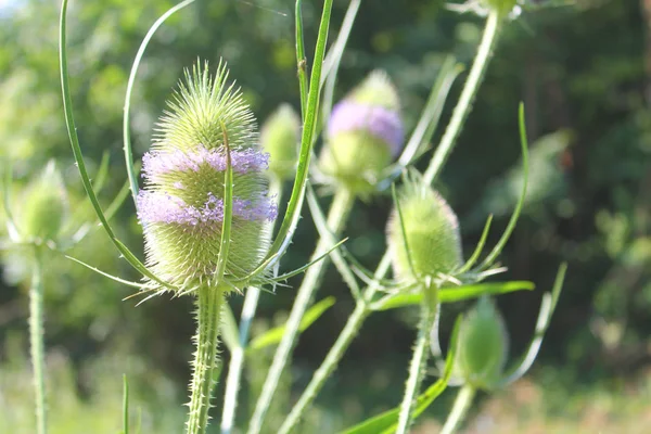 Gros Plan Sur Les Fleurs Bardane Été — Photo