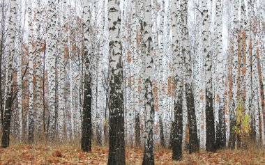 Ekim ayında sarı sonbahar huş ormandaki güzel bir sahne