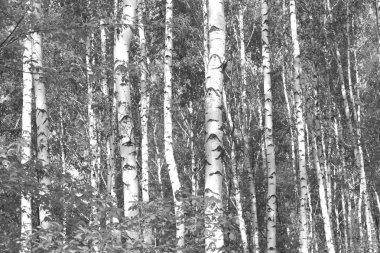 Ağaç, orman yatay siyah-beyaz fotoğraf