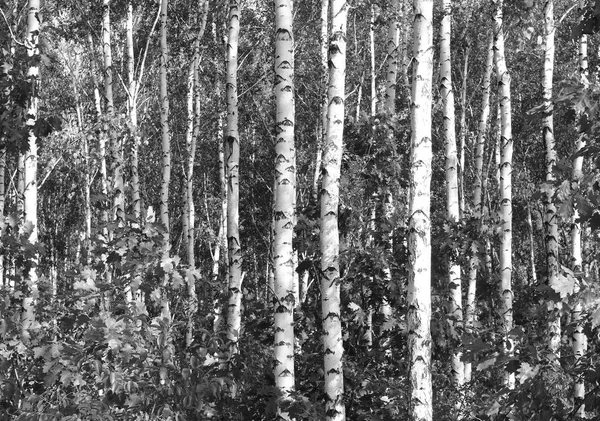 Foto Preto Branco Paisagem Florestal Com Vidoeiros — Fotografia de Stock