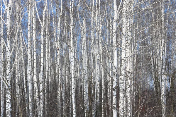 Güzel beyaz ağaç bahar huş Grove