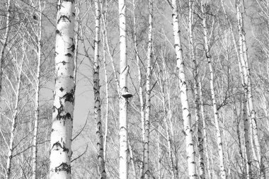 Ağaç, orman yatay siyah-beyaz fotoğraf