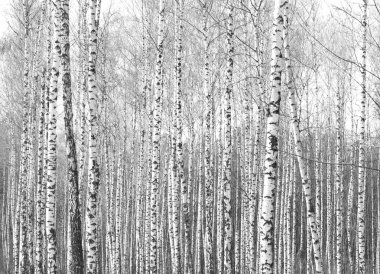 Ağaç, orman yatay siyah-beyaz fotoğraf