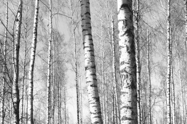 Ağaç, orman yatay siyah-beyaz fotoğraf