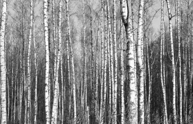 Ağaç, orman yatay siyah-beyaz fotoğraf