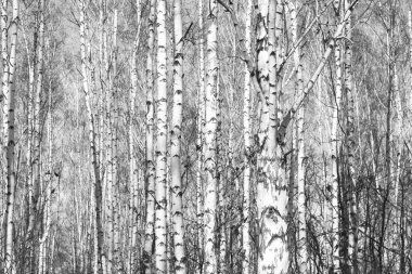 Ağaç, orman yatay siyah-beyaz fotoğraf